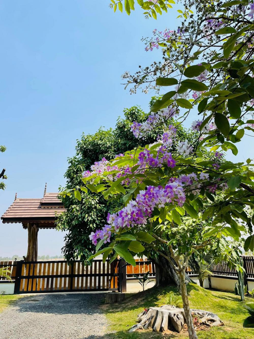 ไอเดียแต่งสวนบ้านสวนร่มรื่นน่าอยู่ รูปที่ 6