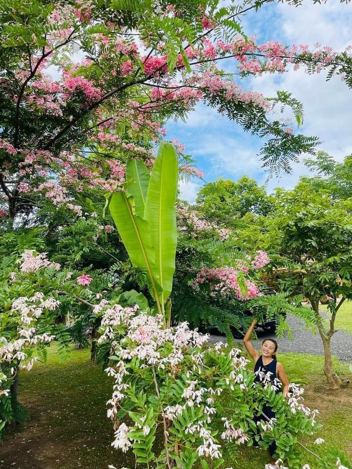 ไอเดียแต่งสวนบ้านสวนร่มรื่นน่าอยู่ รูปที่ 7