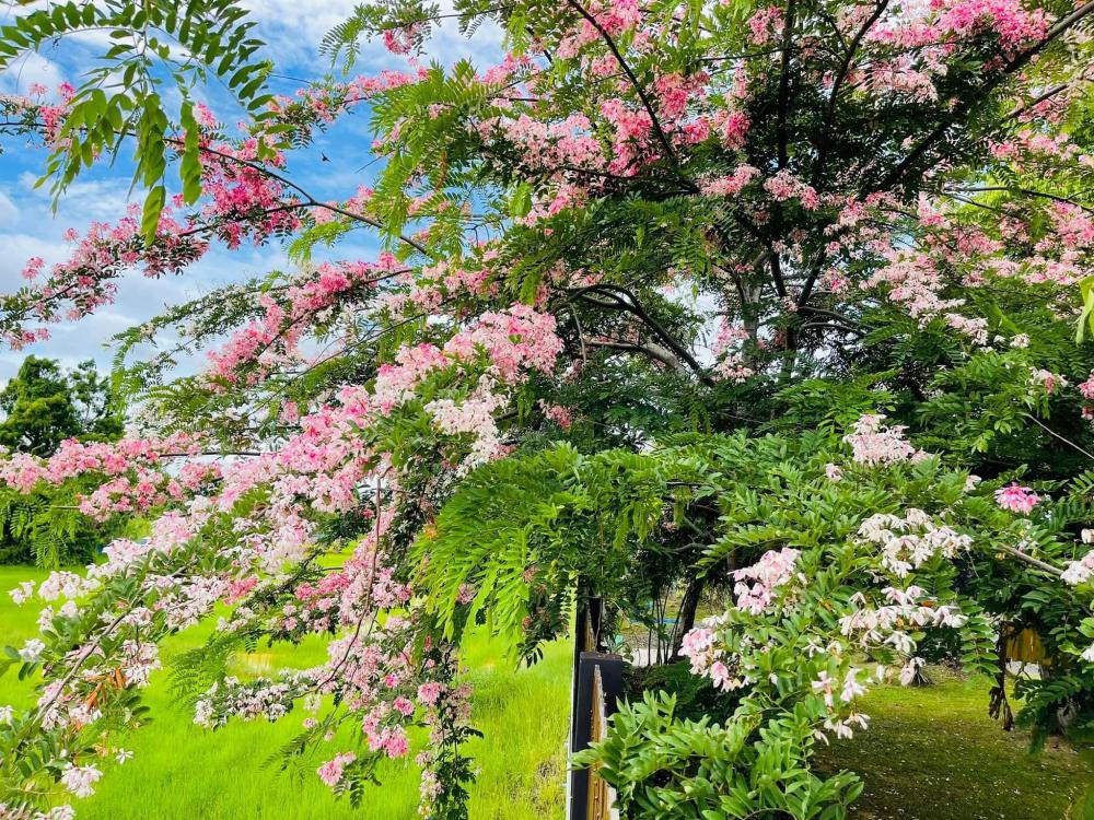 ไอเดียแต่งสวนบ้านสวนร่มรื่นน่าอยู่ รูปที่ 8