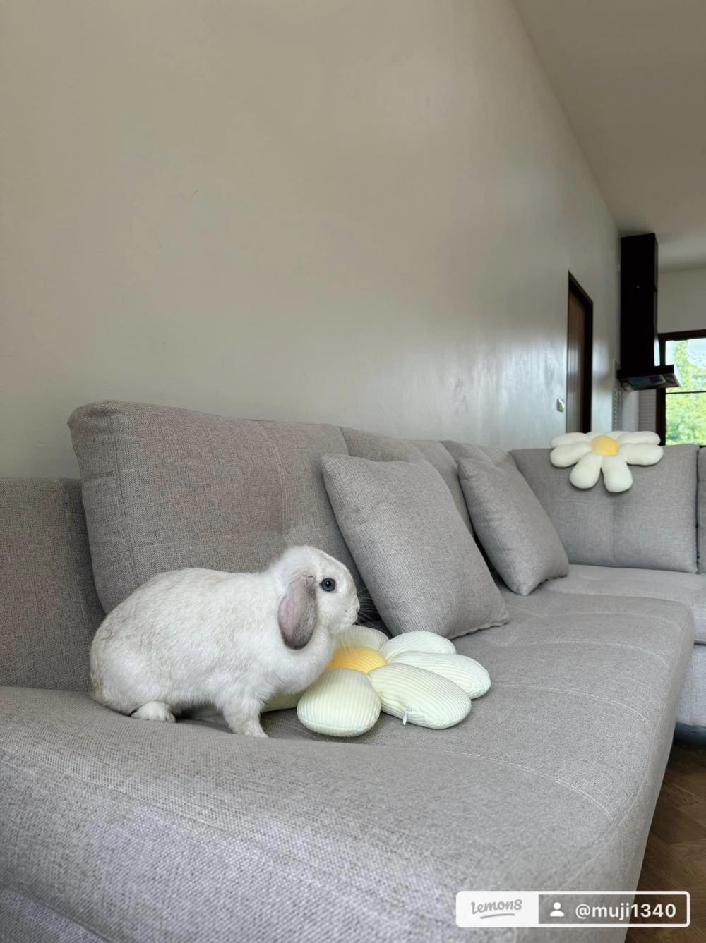 บ้าน MUJI Home 2 ห้องนอน 2 ห้องน้ำ รูปที่ 15