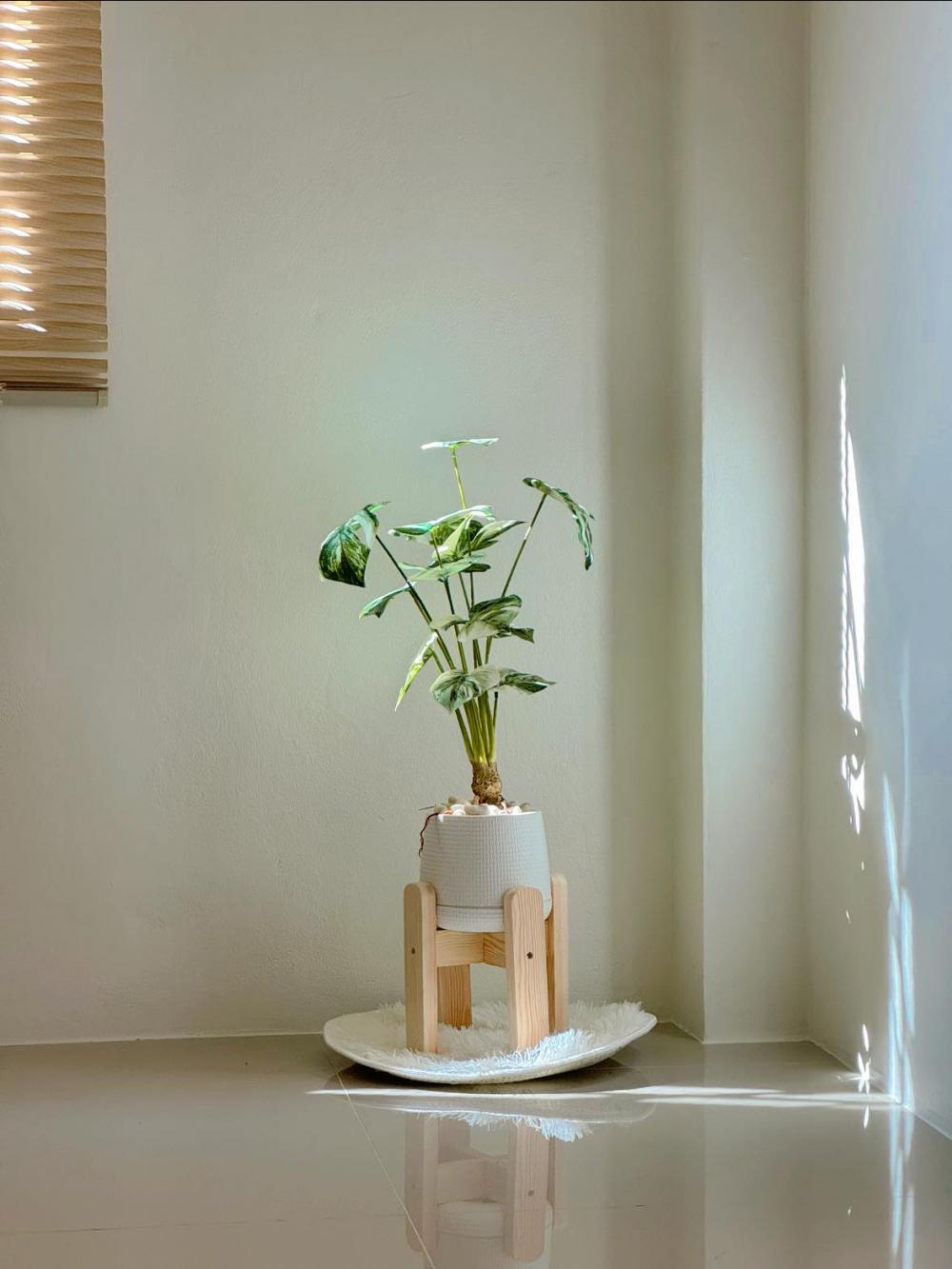 ไอเดียบ้านมินิมอล 2 ชั้นขนาดเล็ก ด้านล่างโถง รูปที่ 8