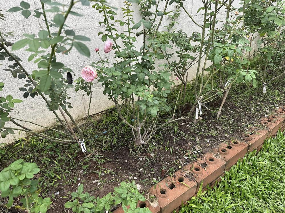 บ้านชั้นเดียวสไตล์มินิมอล น่ารักอบอุ่น ขนาด 3 ห้องนอน  2 ห้องน้ำ พื้นที่ใช้สอย 110 ตร.ม. รูปที่ 21