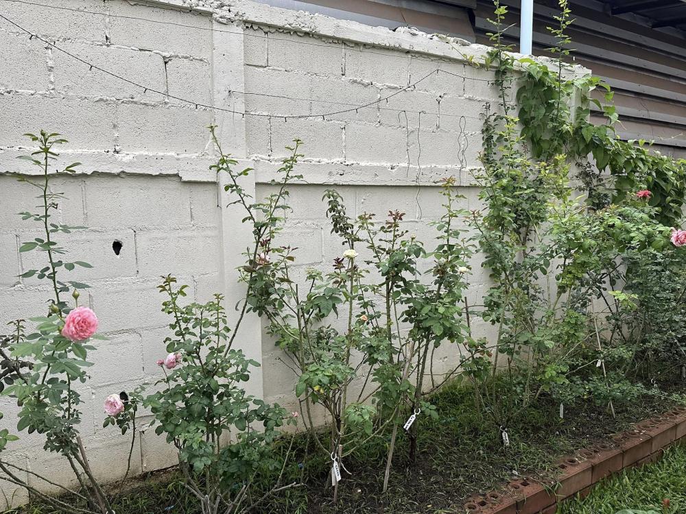 บ้านชั้นเดียวสไตล์มินิมอล น่ารักอบอุ่น ขนาด 3 ห้องนอน  2 ห้องน้ำ พื้นที่ใช้สอย 110 ตร.ม. รูปที่ 23