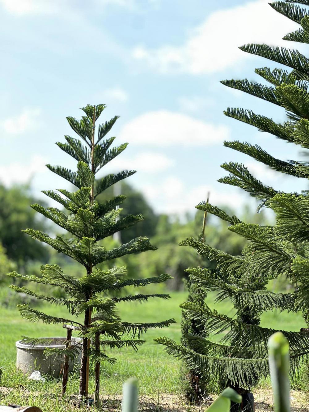 ไอเดียบ้านนอร์ดิกมินิมอล ได้ไอเดียจากกลุ่มหลายๆอย่างมาปรับใช้ รูปที่ 7