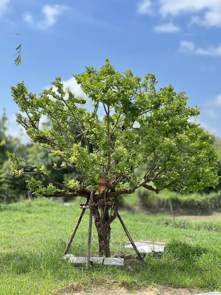 ไอเดียบ้านนอร์ดิกมินิมอล ได้ไอเดียจากกลุ่มหลายๆอย่างมาปรับใช้ รูปที่ 35