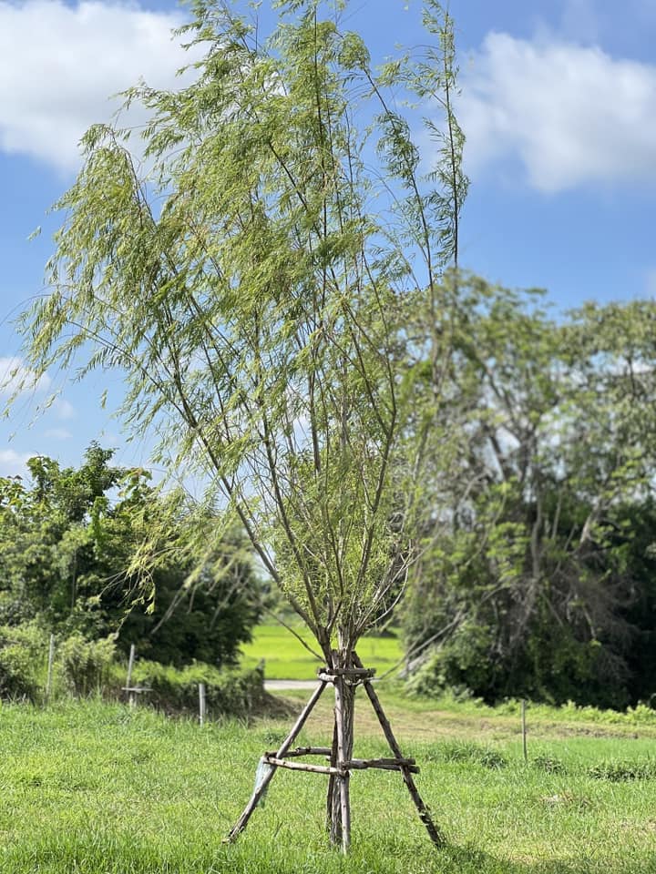 ไอเดียบ้านนอร์ดิกมินิมอล ได้ไอเดียจากกลุ่มหลายๆอย่างมาปรับใช้ รูปที่ 37