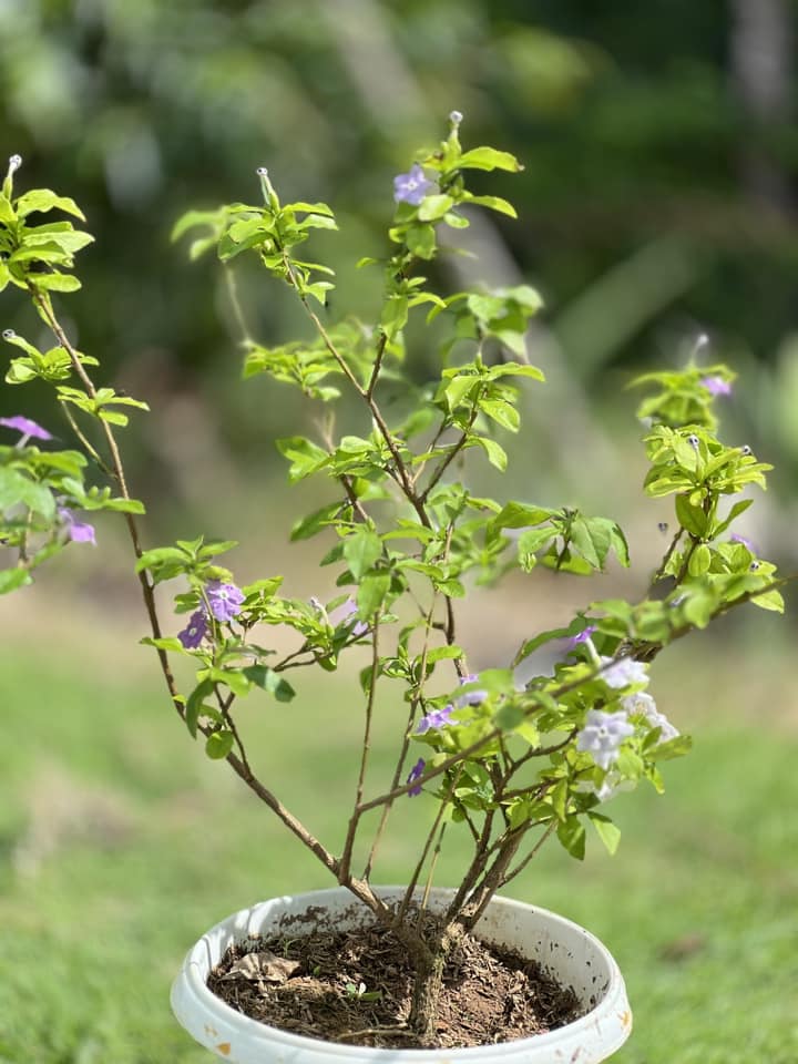 ไอเดียบ้านนอร์ดิกมินิมอล ได้ไอเดียจากกลุ่มหลายๆอย่างมาปรับใช้ รูปที่ 38