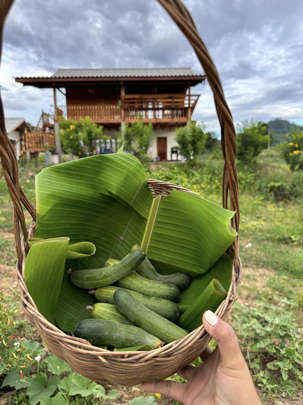 บ้านสวนพิมพ์สุข บ้านไม้สองชั้นใต้ถุนสูง ในบรรยากาศสุดสงบ แวดล้อมด้วยธรรมชาติของทิวเขาเนินมะปราง ในจังหวัดพิษณุโลก รูปที่ 11