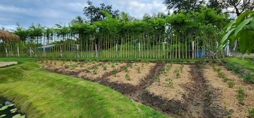 ไอเดียบ้านสวนในฝัน บ้านเดี่ยวขนาด 2 ห้องนอน 2 ห้องน้ำ และสวนบนเนื้อที่ 1 ไร่ รูปที่ 9