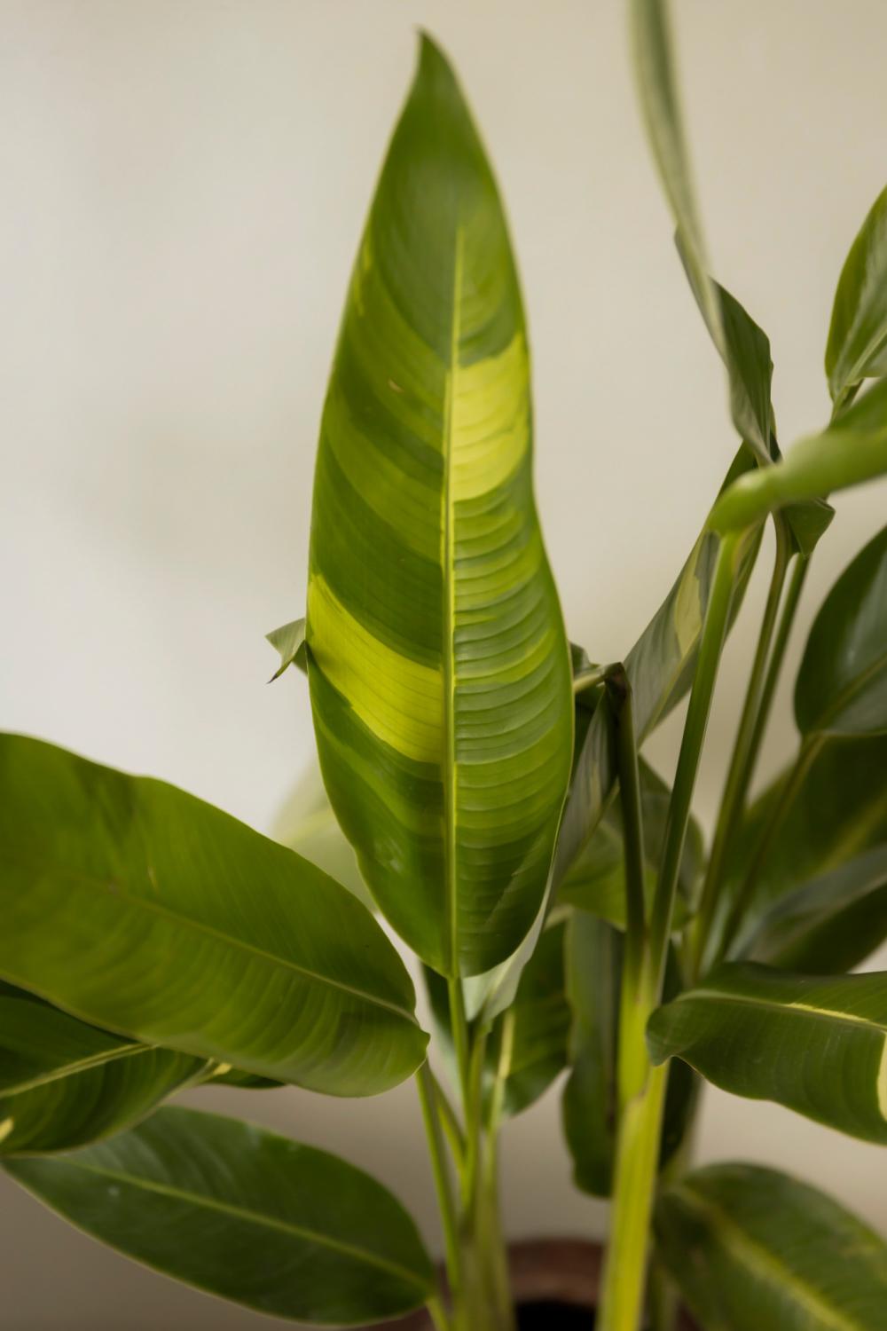 ไอเดียบ้านที่งานศิลปะและงานฝีมือมาบรรจบกัน นี่คือบ้านของนักออกแบบแฟชั่นที่มีความรักอย่างลึกซึ้งในการสะสมเฟอร์นิเจอร์วินเทจ รูปที่ 51