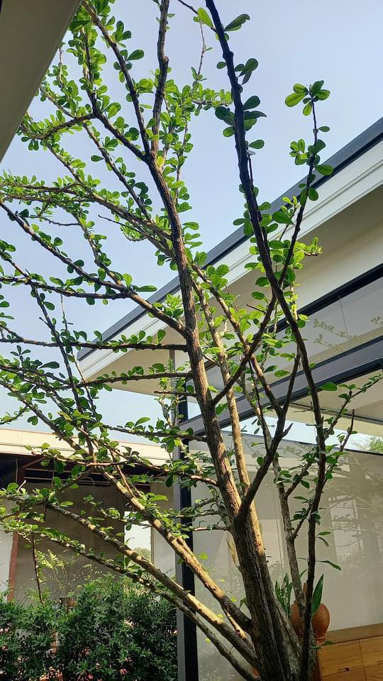 ไอเดียบ้านทรงกล่องสไตล์โมเดิร์นพร้อมจัดสวนปลูกต้นไม้ รูปที่ 21