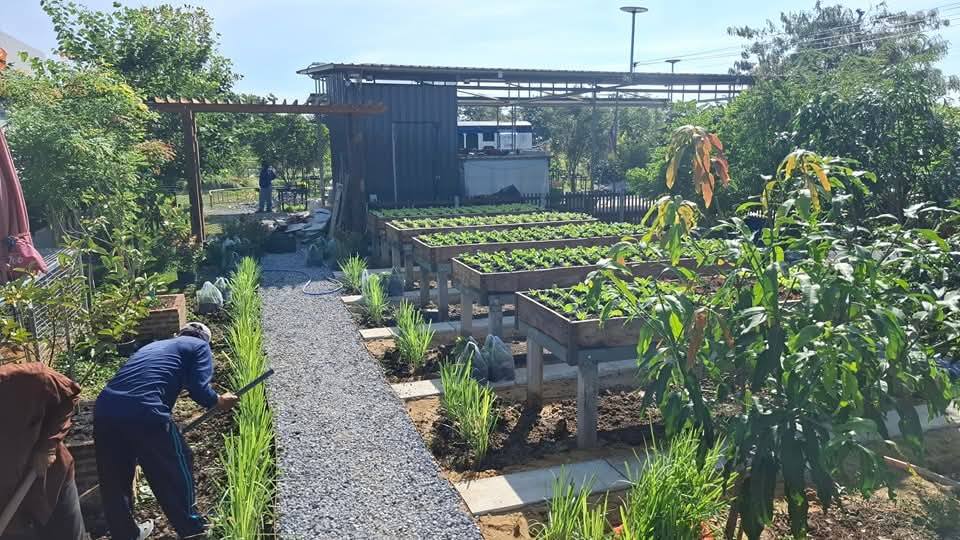 ไอเดียแปลงผักสวยๆ รูปที่ 11