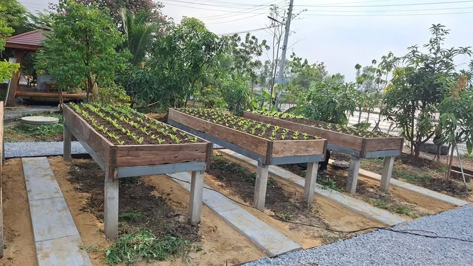 ไอเดียแปลงผักสวยๆ รูปที่ 13