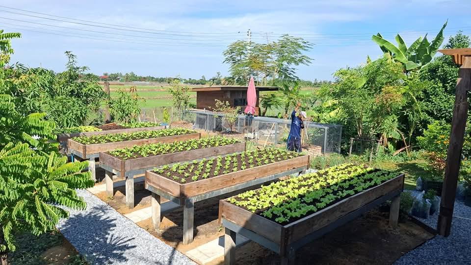 ไอเดียแปลงผักสวยๆ รูปที่ 5