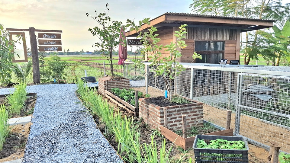 ไอเดียแปลงผักสวยๆ รูปที่ 7