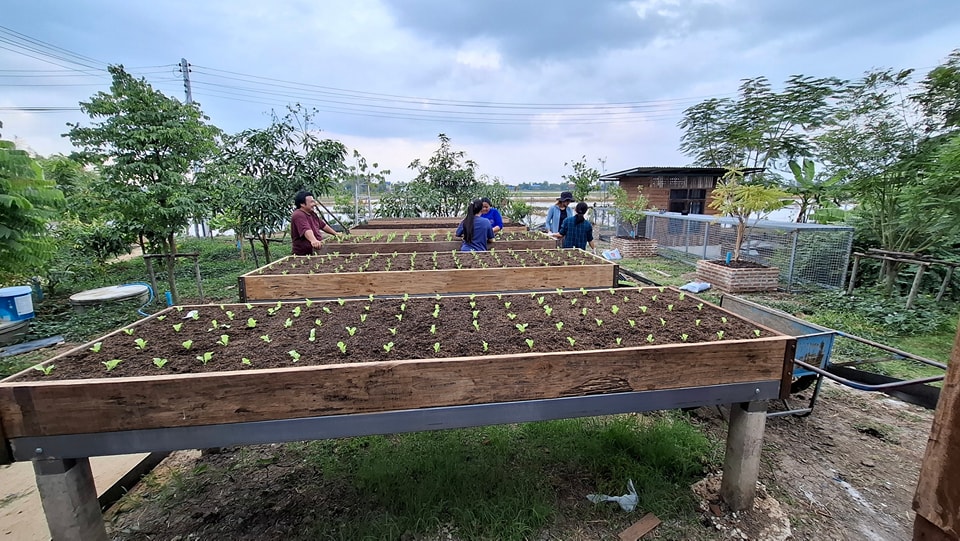 ไอเดียแปลงผักสวยๆ รูปที่ 8