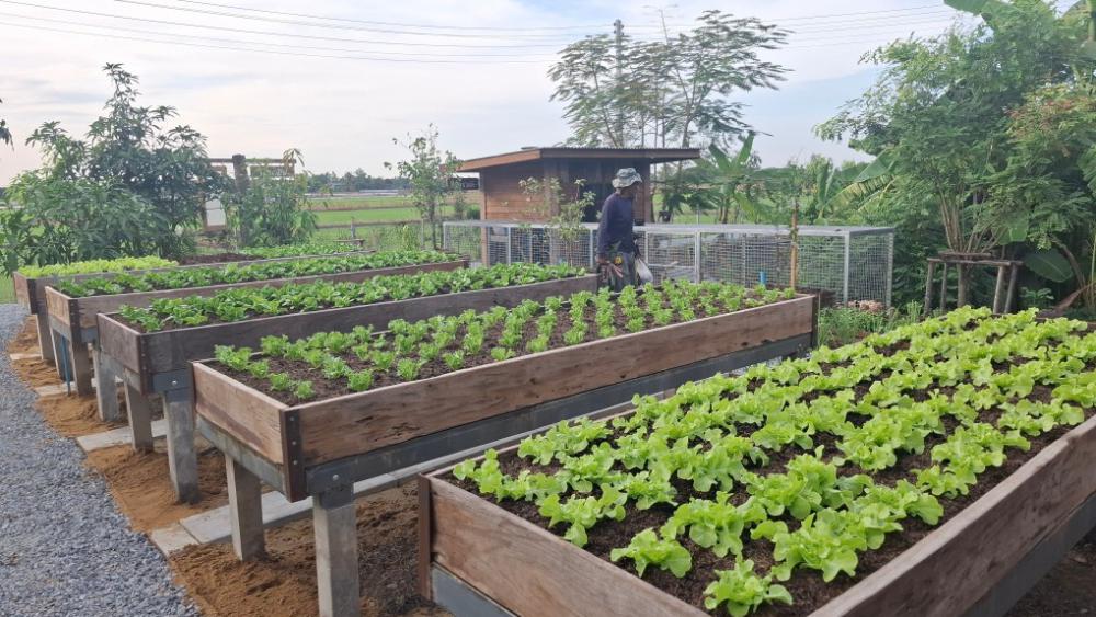 ไอเดียแปลงผักสวยๆ รูปที่ 9