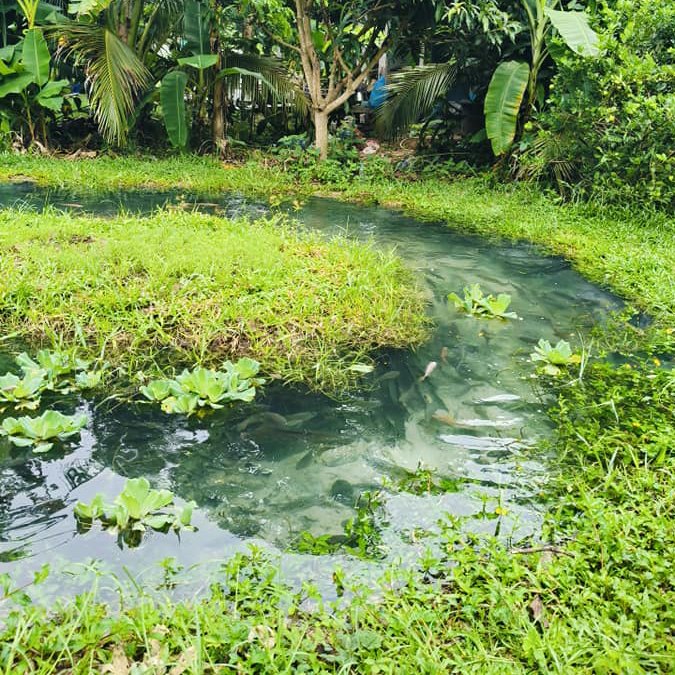 ไอเดียคลองไส้ไก่สวยๆ รูปที่ 3