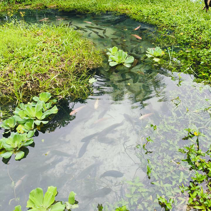 ไอเดียคลองไส้ไก่สวยๆ รูปที่ 5