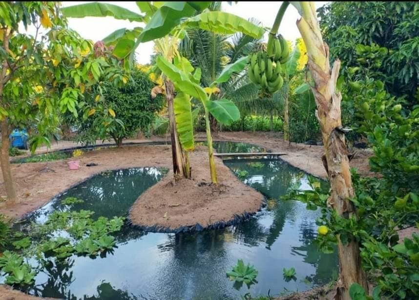 ไอเดียคลองไส้ไก่สวยๆ รูปที่ 6