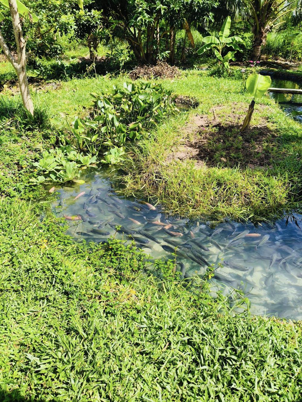 ไอเดียคลองไส้ไก่สวยๆ รูปที่ 7