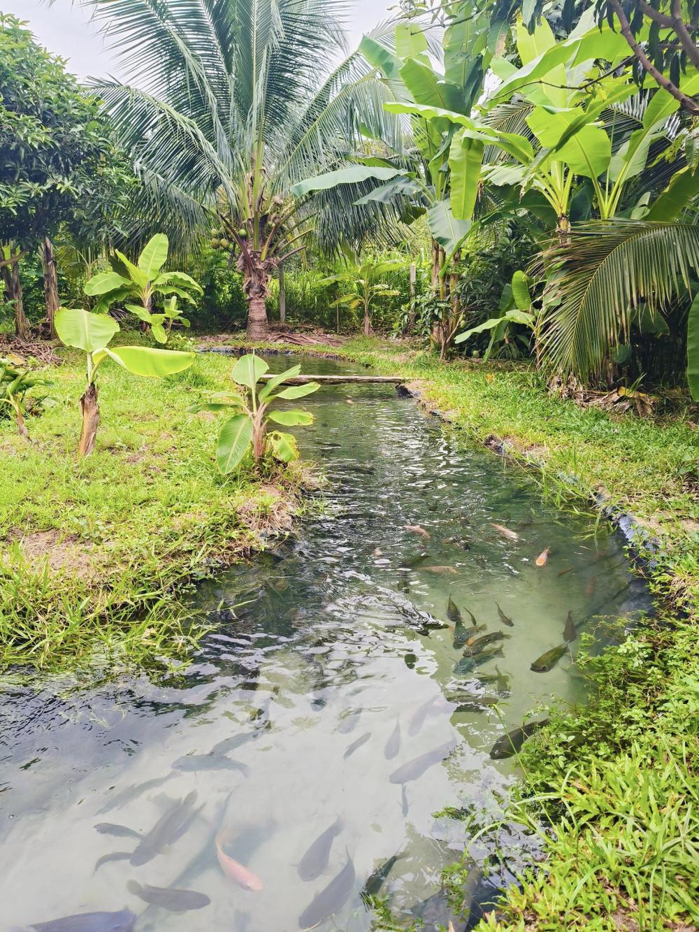 ไอเดียคลองไส้ไก่สวยๆ รูปที่ 9