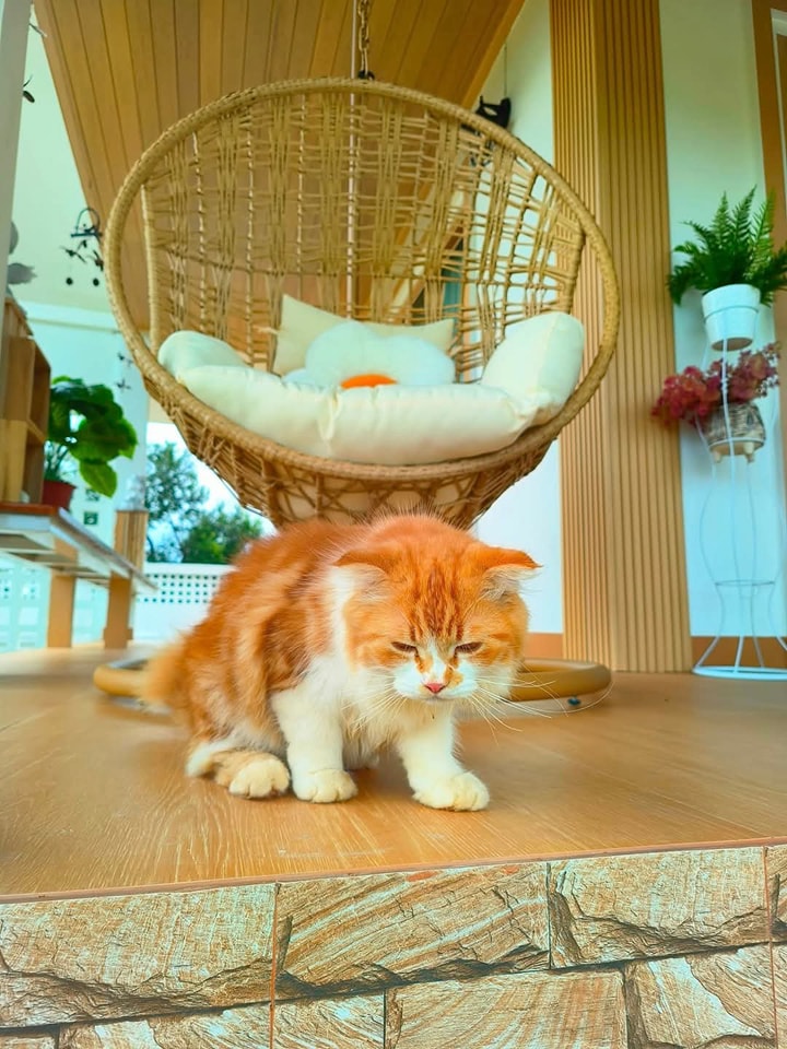 ไอเดียบ้านมินิมอลทรงตัวแอล บ้านตัว L รูปที่ 15