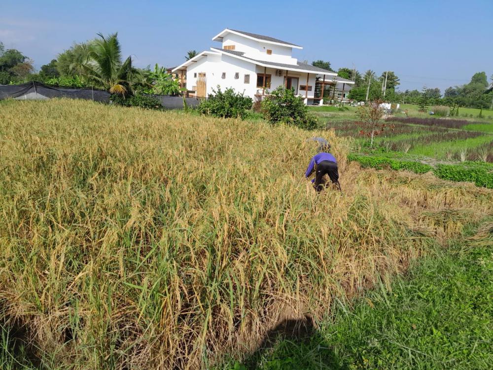 บ้านสไตล์ญี่ปุ่นมินิมอลอยู่ติดท้องนา ตกแต่งสวนและบ้านอบอุ่นมินิมอล รูปที่ 20