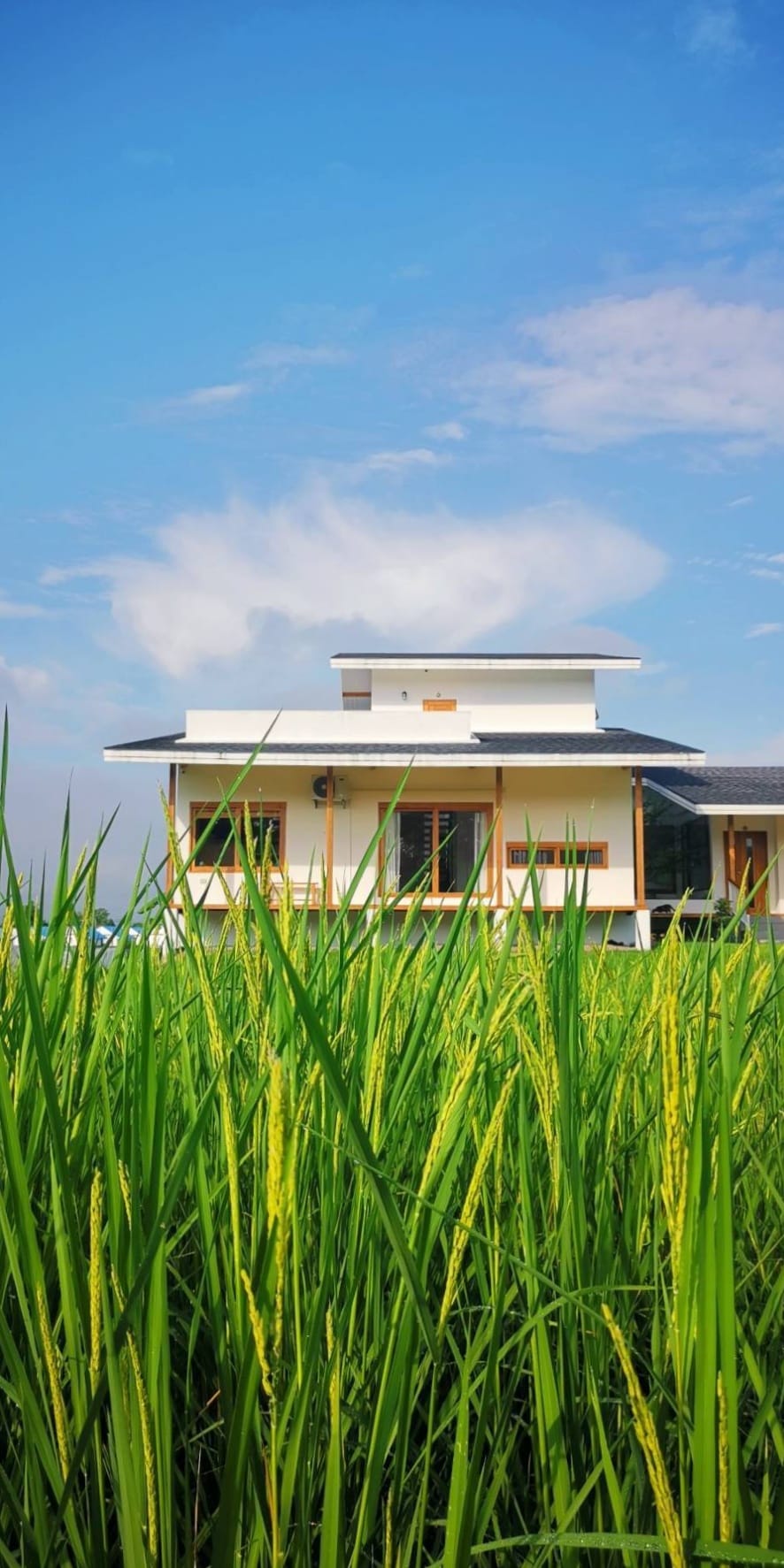 บ้านสไตล์ญี่ปุ่นมินิมอลอยู่ติดท้องนา ตกแต่งสวนและบ้านอบอุ่นมินิมอล รูปที่ 24