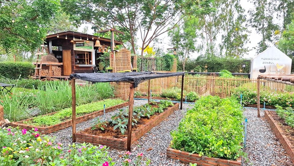 ไอเดียคาเฟ่+สวนผักสวย รูปที่ 10