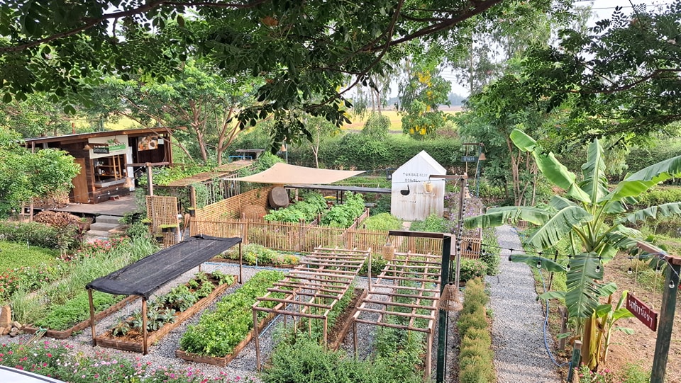 ไอเดียคาเฟ่+สวนผักสวย รูปที่ 11