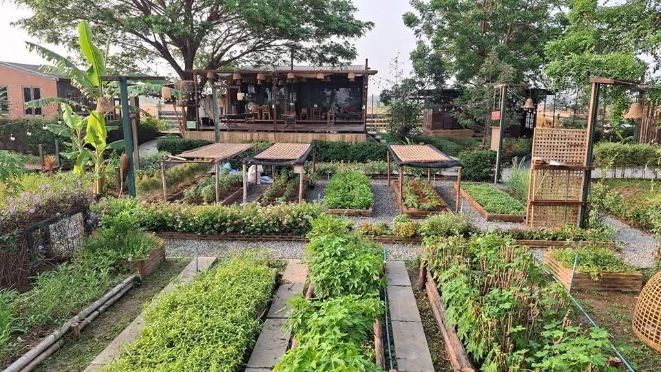ไอเดียคาเฟ่+สวนผักสวย รูปที่ 5