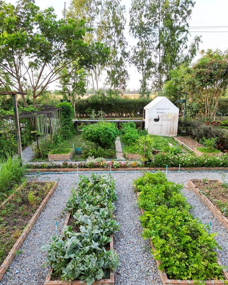 ไอเดียคาเฟ่+สวนผักสวย รูปที่ 8